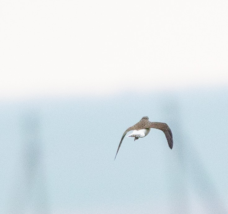 Green Sandpiper - Sergey Krasnoperov