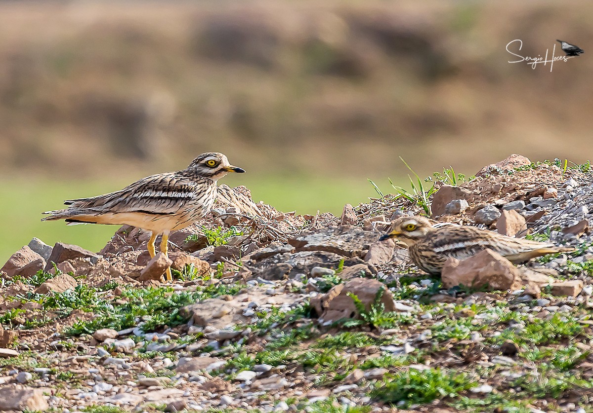 Eurasian Thick-knee - ML616861340