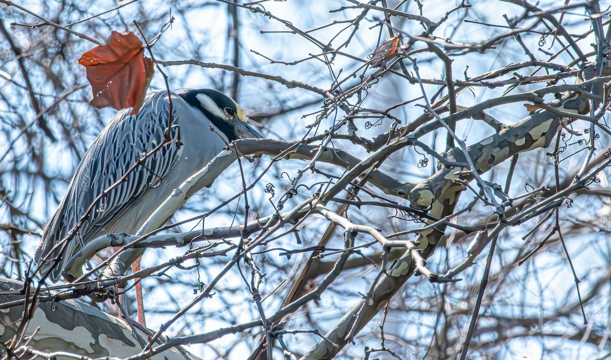 Yellow-crowned Night Heron - ML616861344