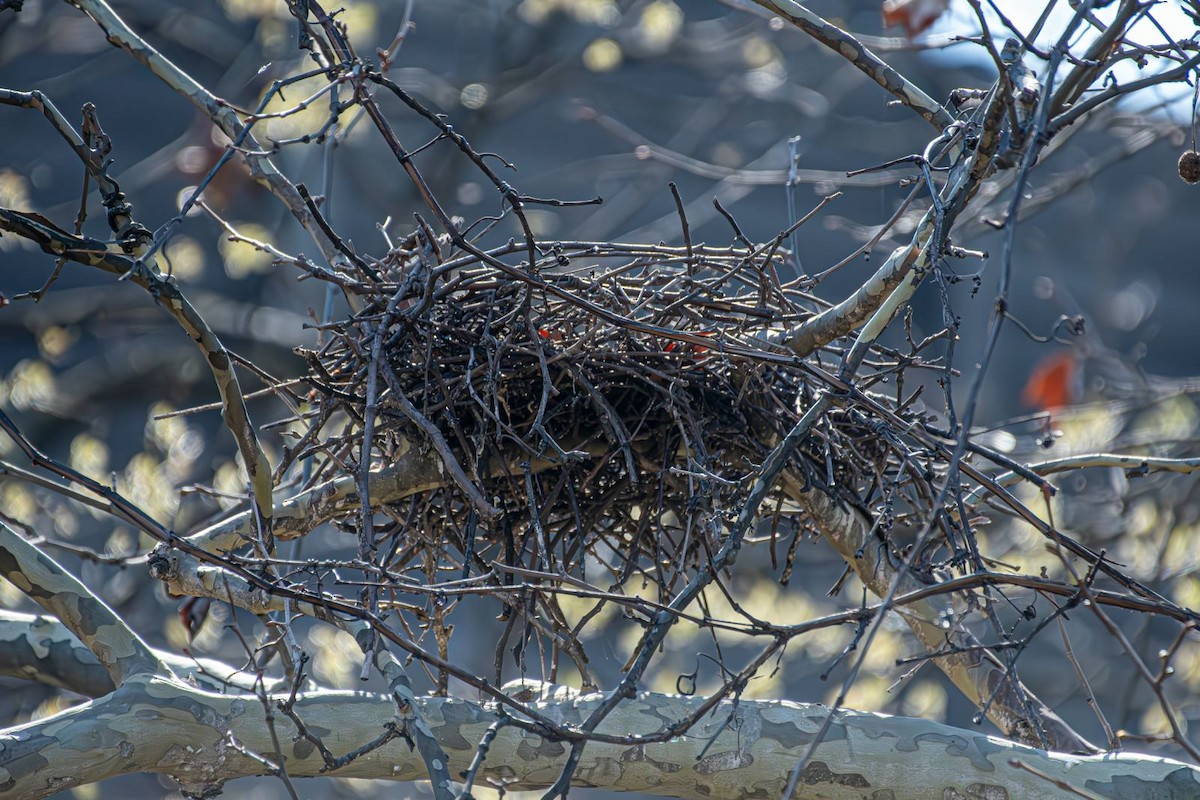 Yellow-crowned Night Heron - Guy DiRoma