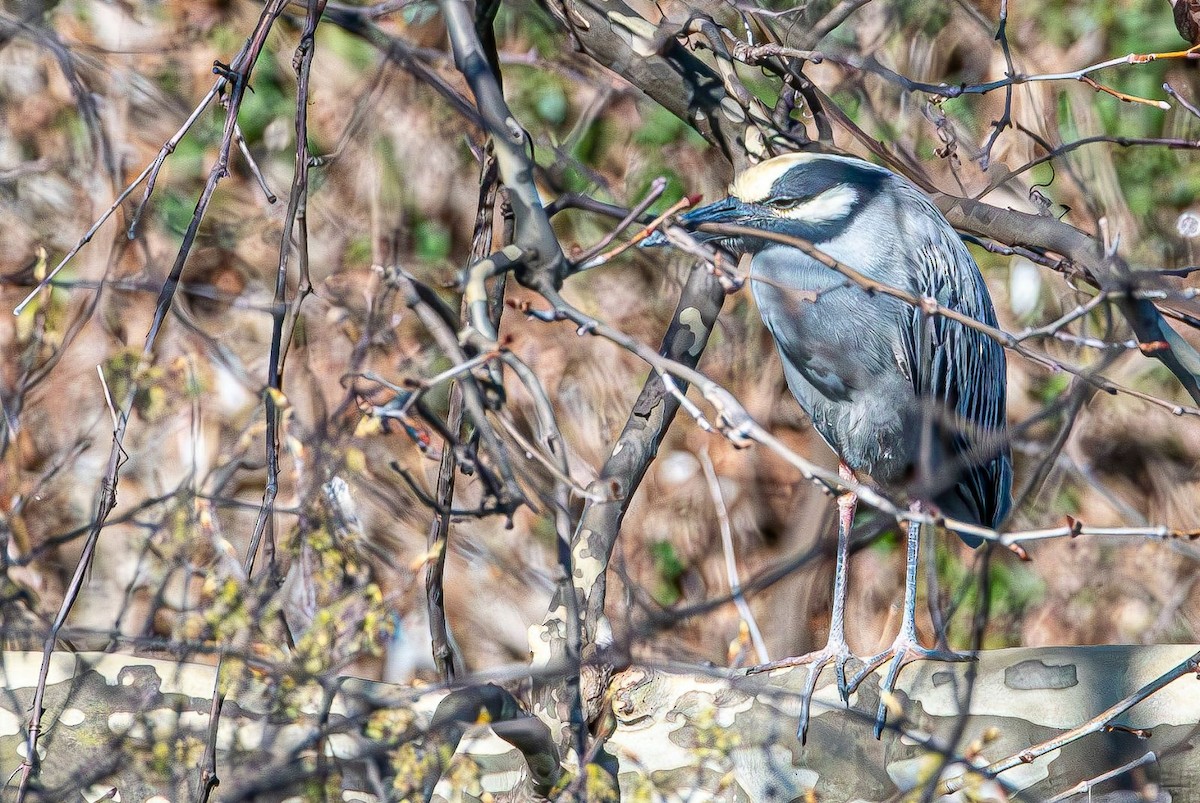 Yellow-crowned Night Heron - ML616861346