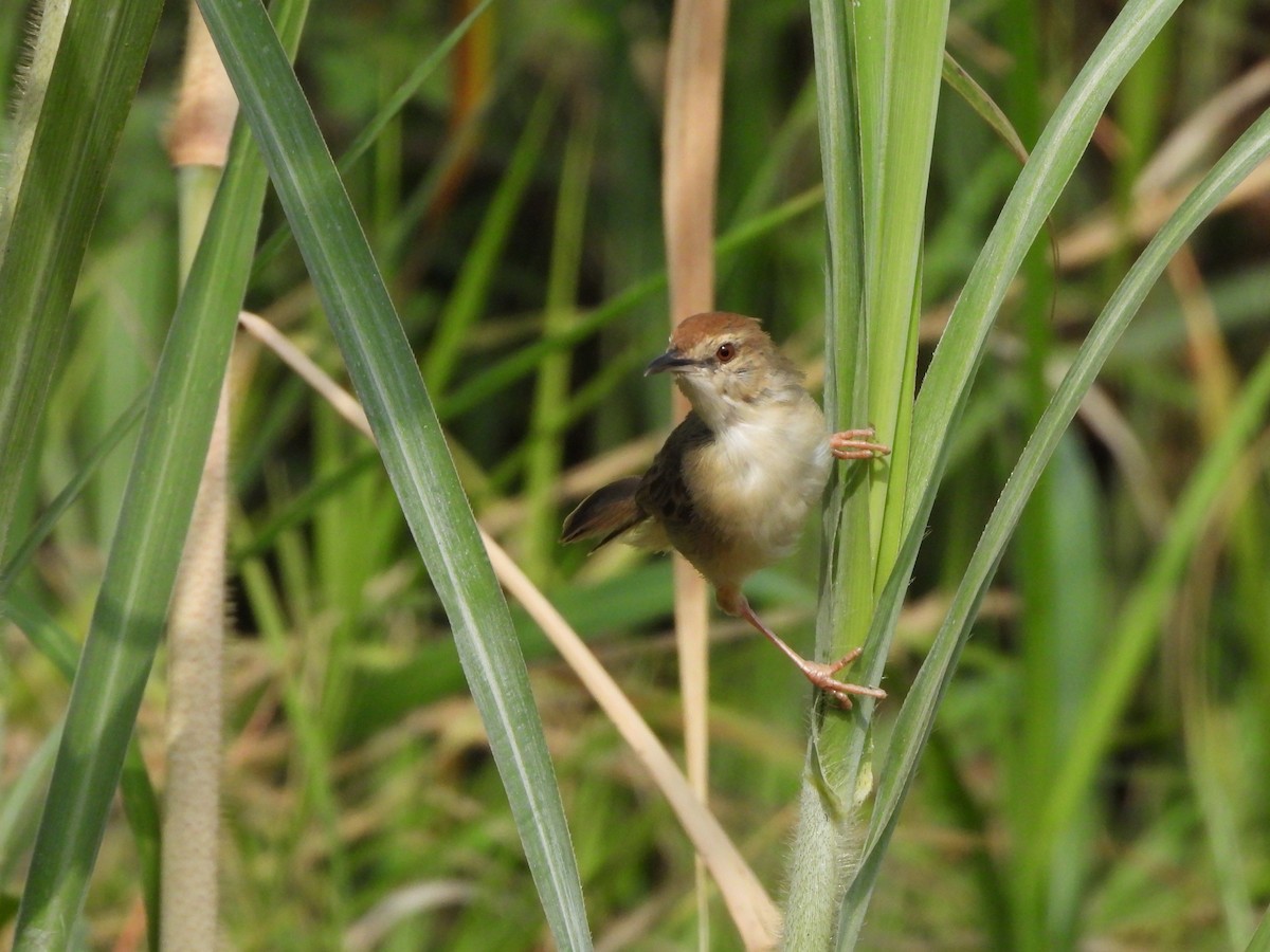 Kilombero Cisticola - ML616861367