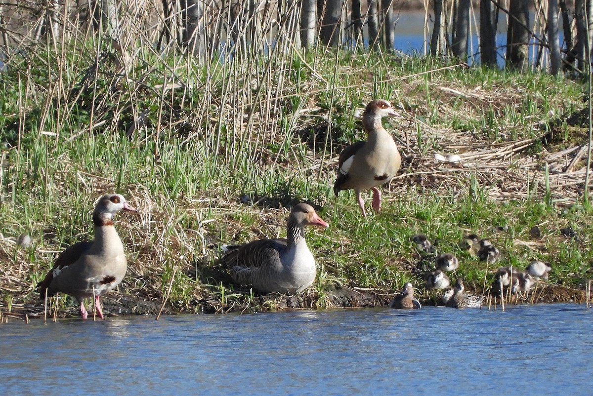 Egyptian Goose - ML616861386