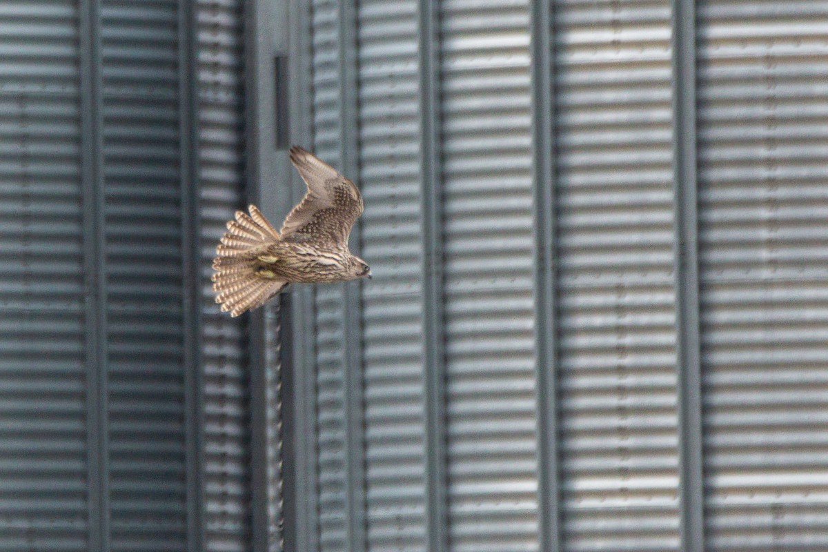 Gyrfalcon - ML616861391