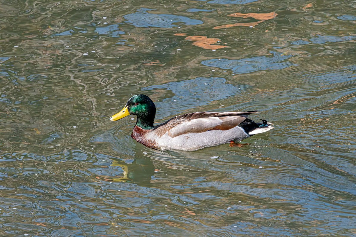 Mallard - ML616861404