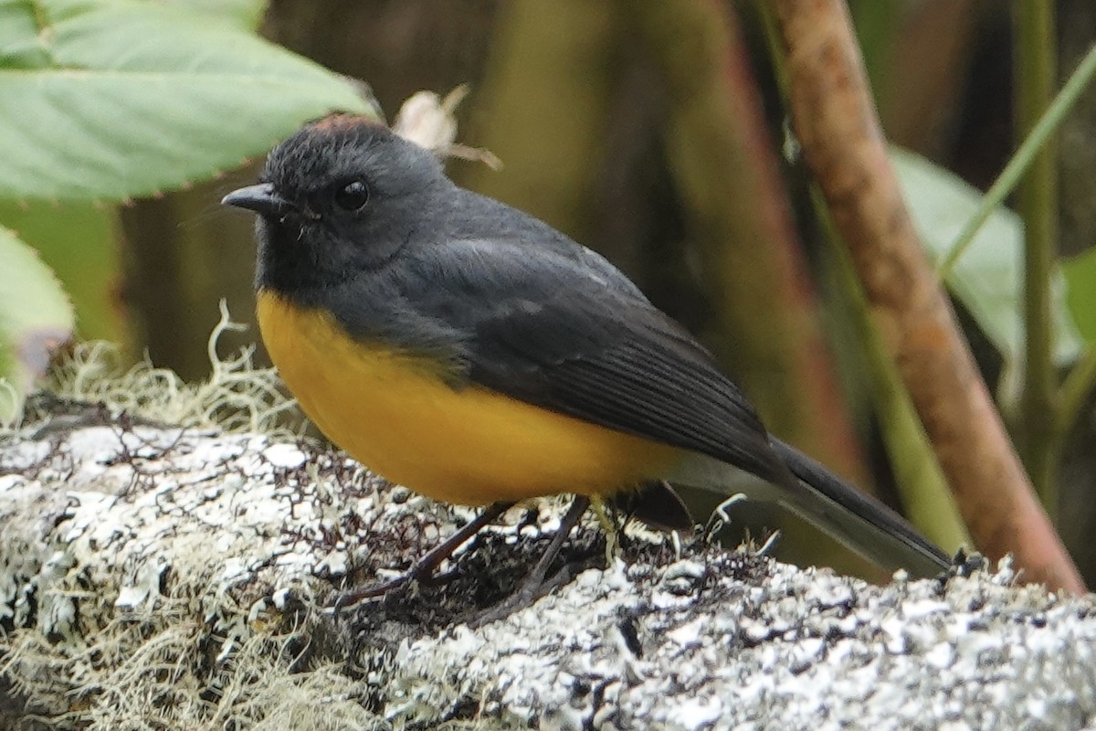 Slate-throated Redstart - ML616861461