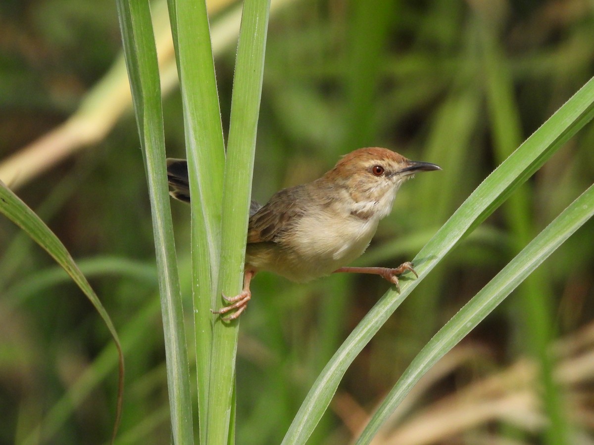 Kilombero Cisticola - ML616861466