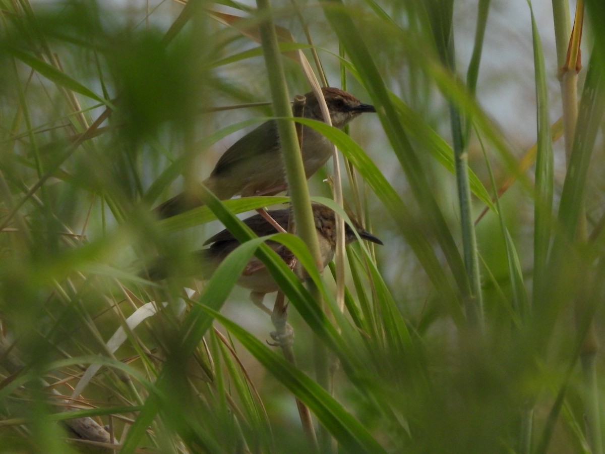 Kilombero Cisticola - ML616861467