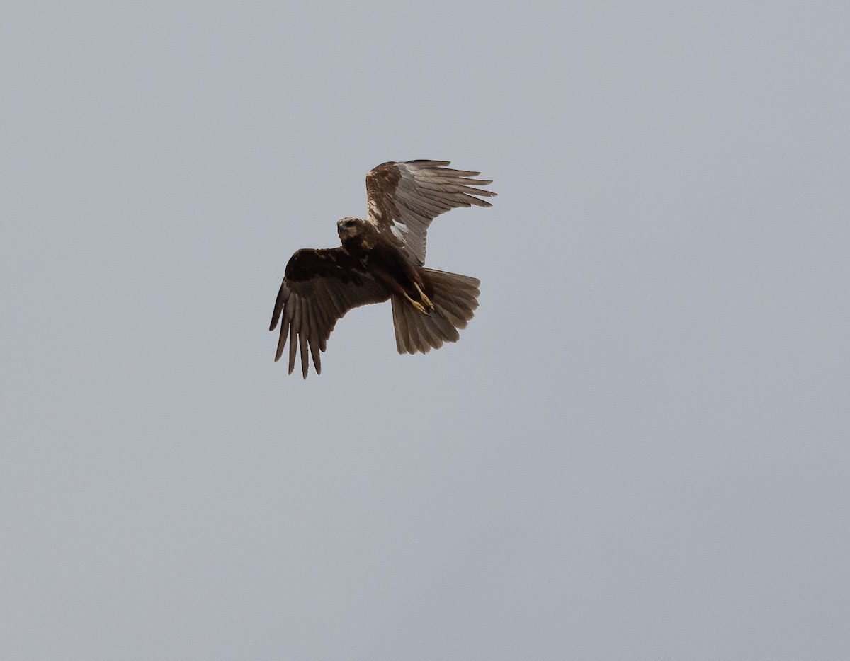 Western Marsh Harrier - ML616861505