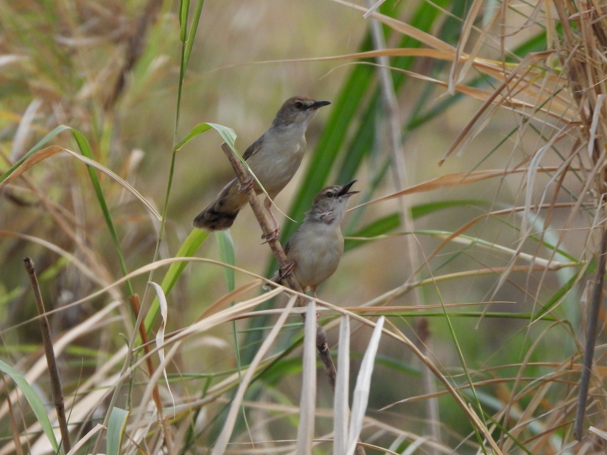 Kilombero Cisticola - ML616861567
