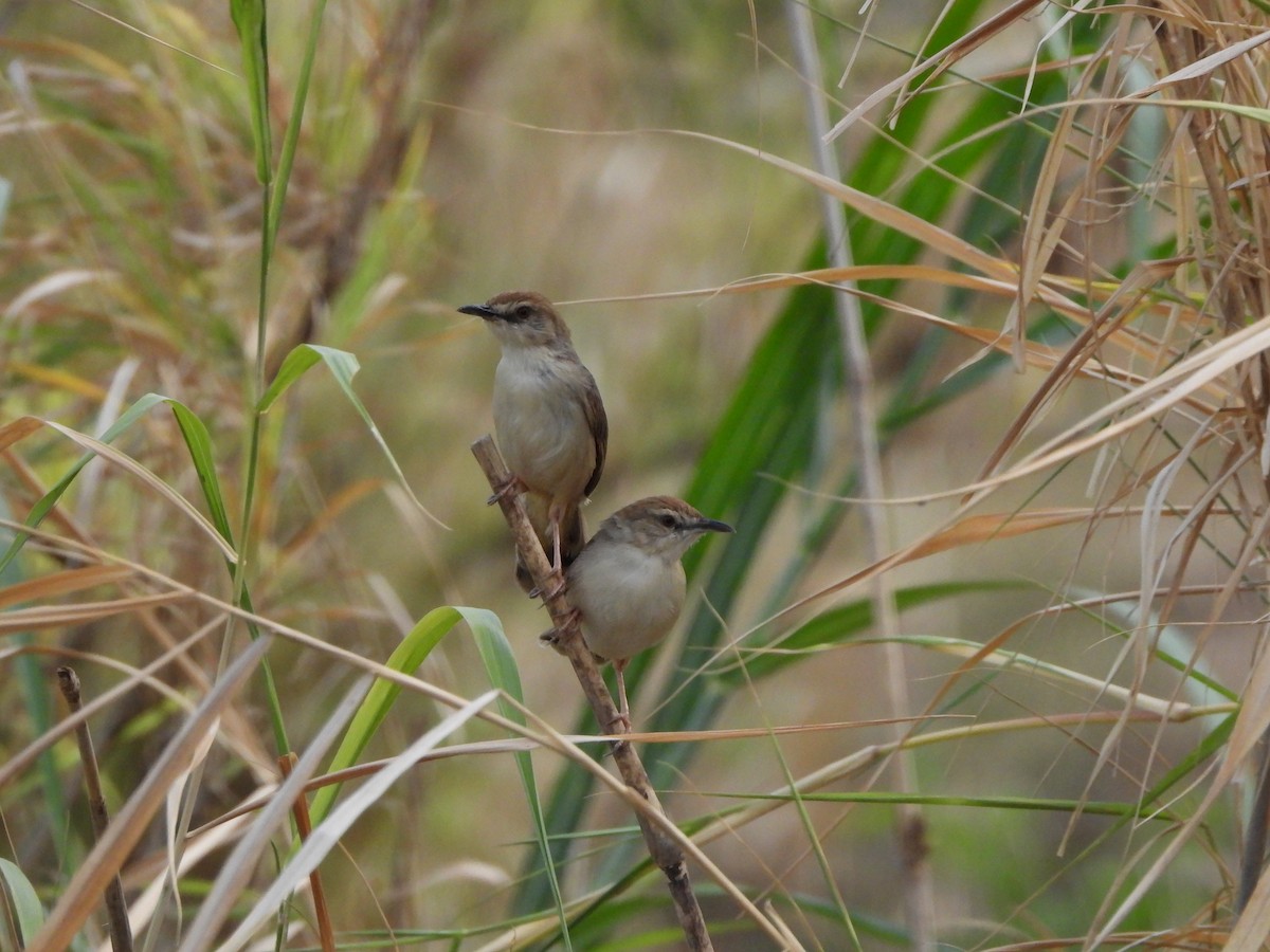 Kilombero Cisticola - ML616861568