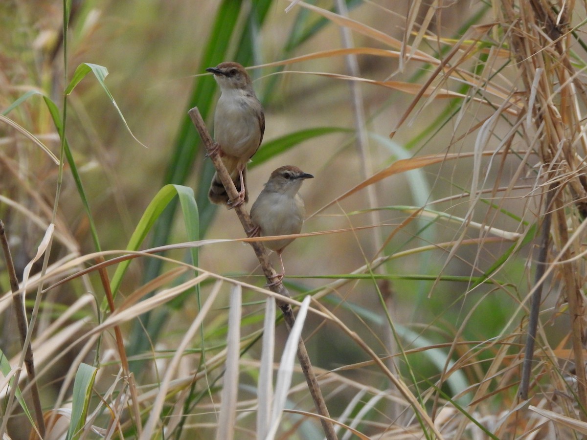 Kilombero Cisticola - ML616861569