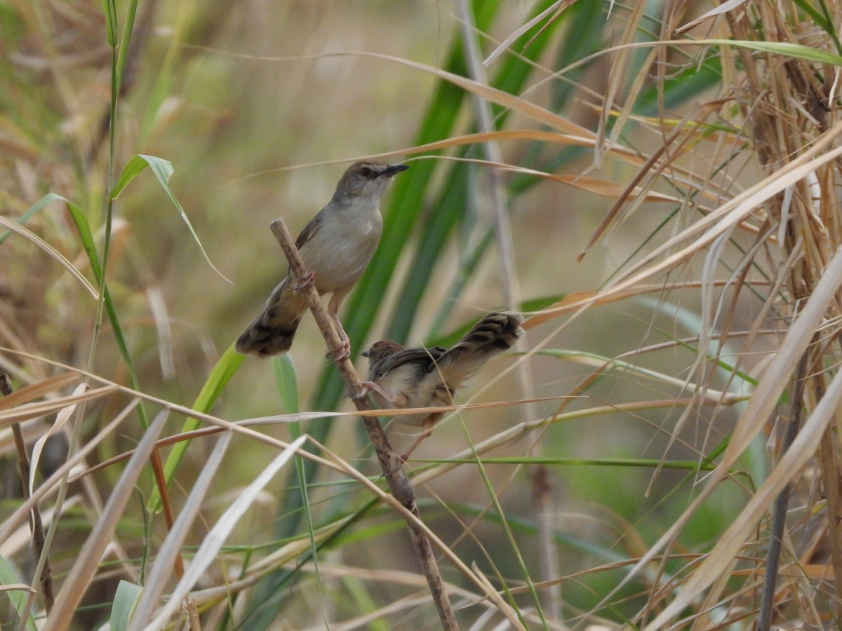 Kilombero Cisticola - ML616861570