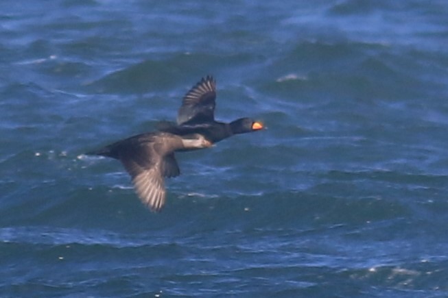 Black Scoter - ML616861597