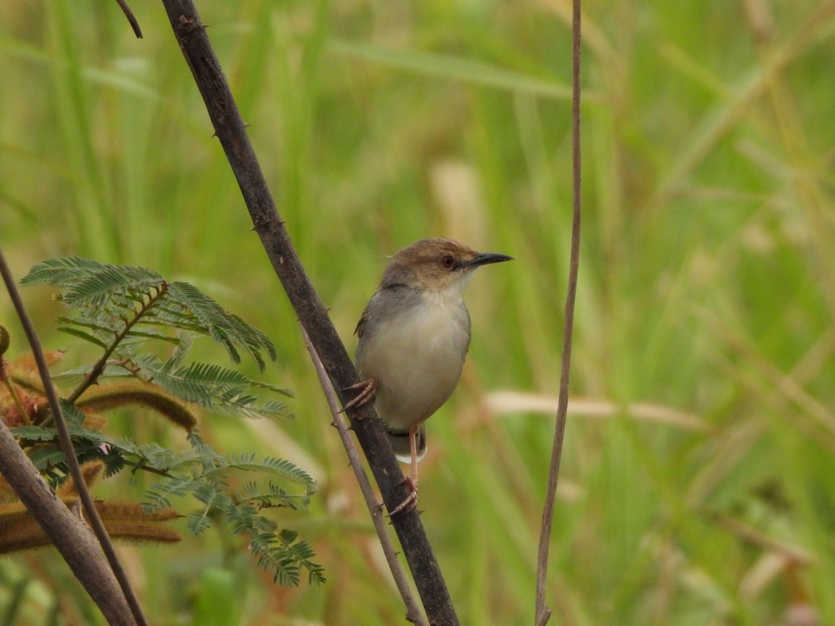 White-tailed Cisticola - ML616861604