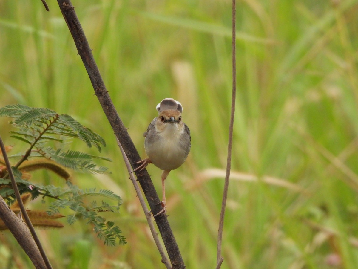 White-tailed Cisticola - ML616861608