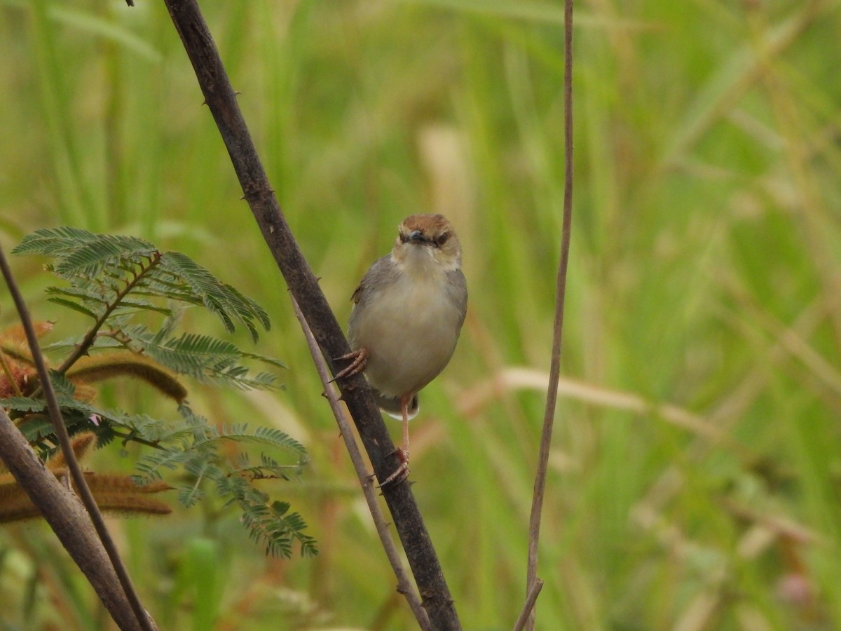 White-tailed Cisticola - ML616861610