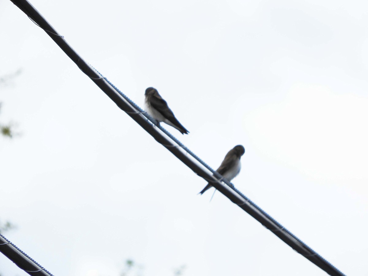Northern Rough-winged Swallow - ML616861624