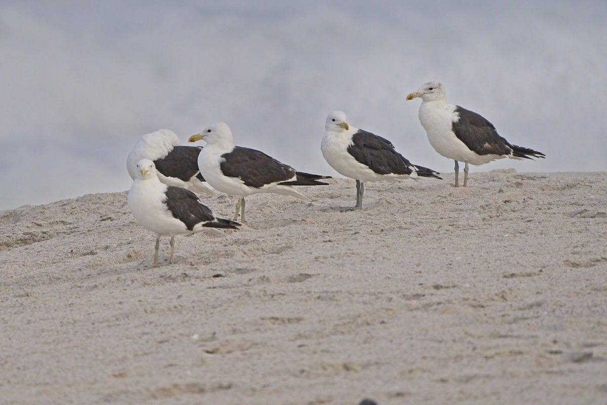 Kelp Gull (vetula) - Xabier Vázquez Pumariño