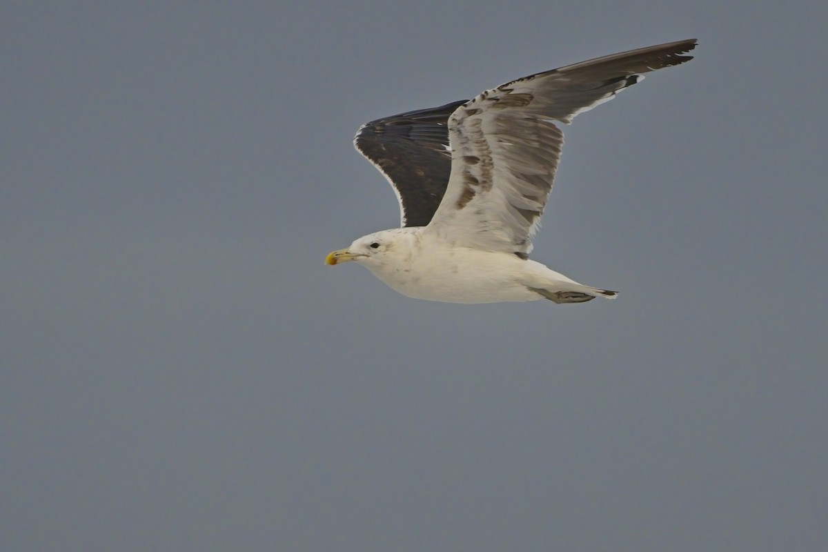 Kelp Gull (vetula) - Xabier Vázquez Pumariño