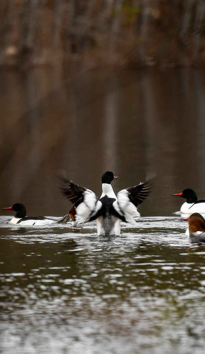 Common Merganser - Carly Rodgers