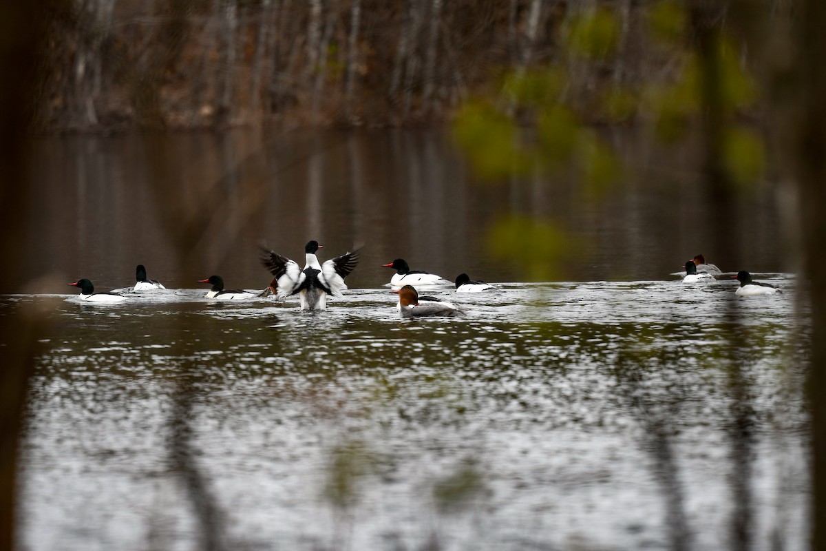 Common Merganser - Carly Rodgers