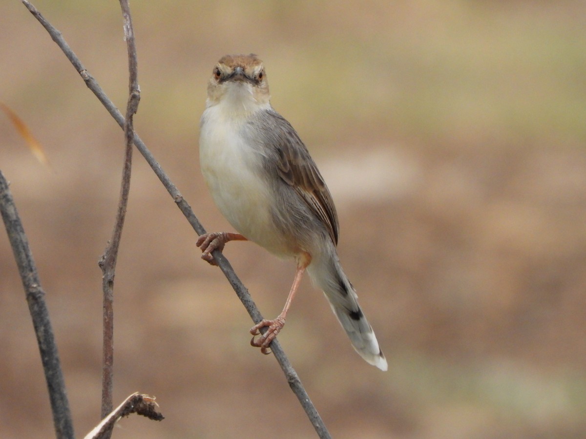 Cisticola Coliblanco - ML616861718