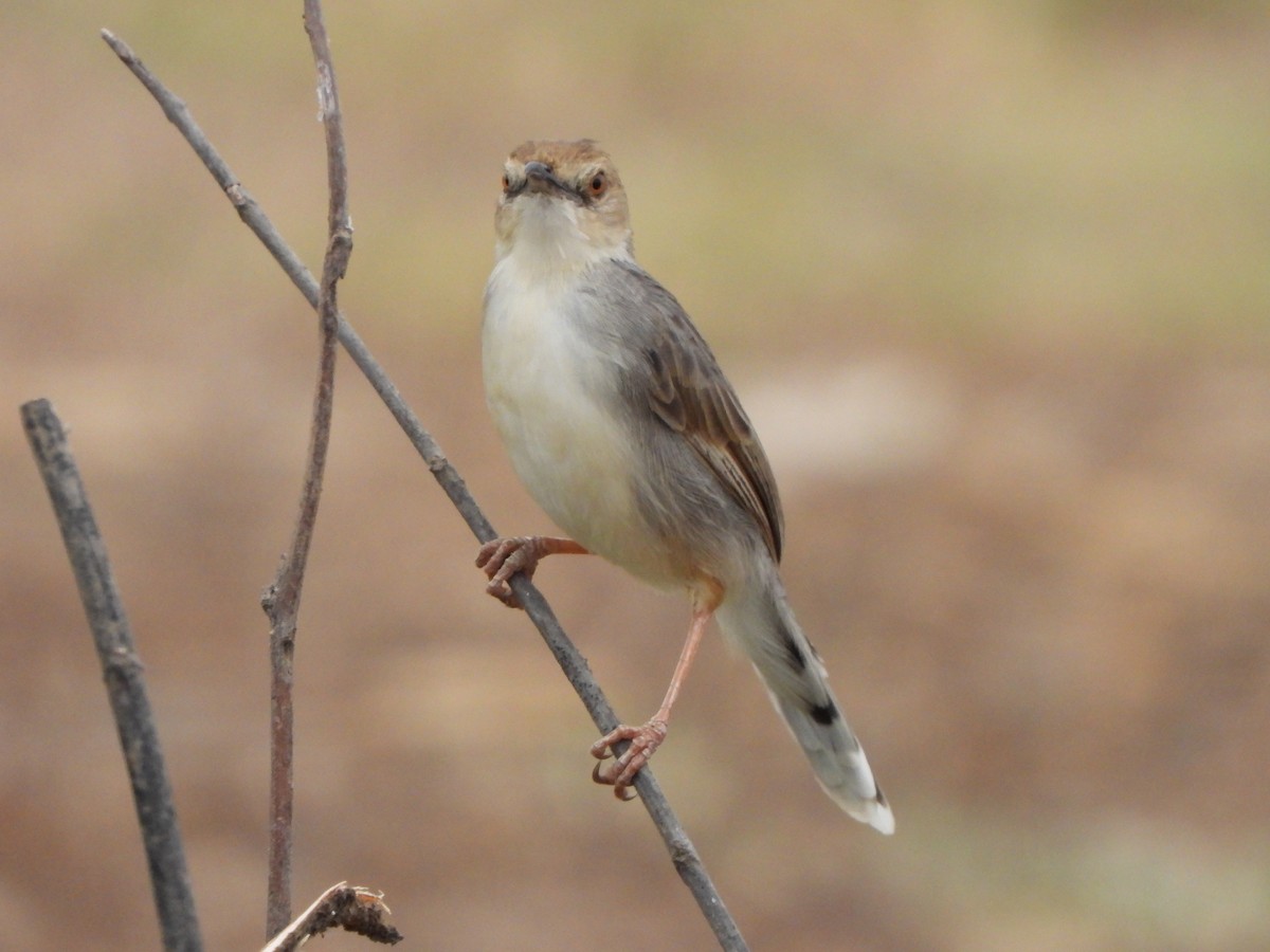 White-tailed Cisticola - ML616861719