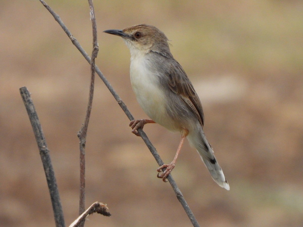 White-tailed Cisticola - Bev Agler