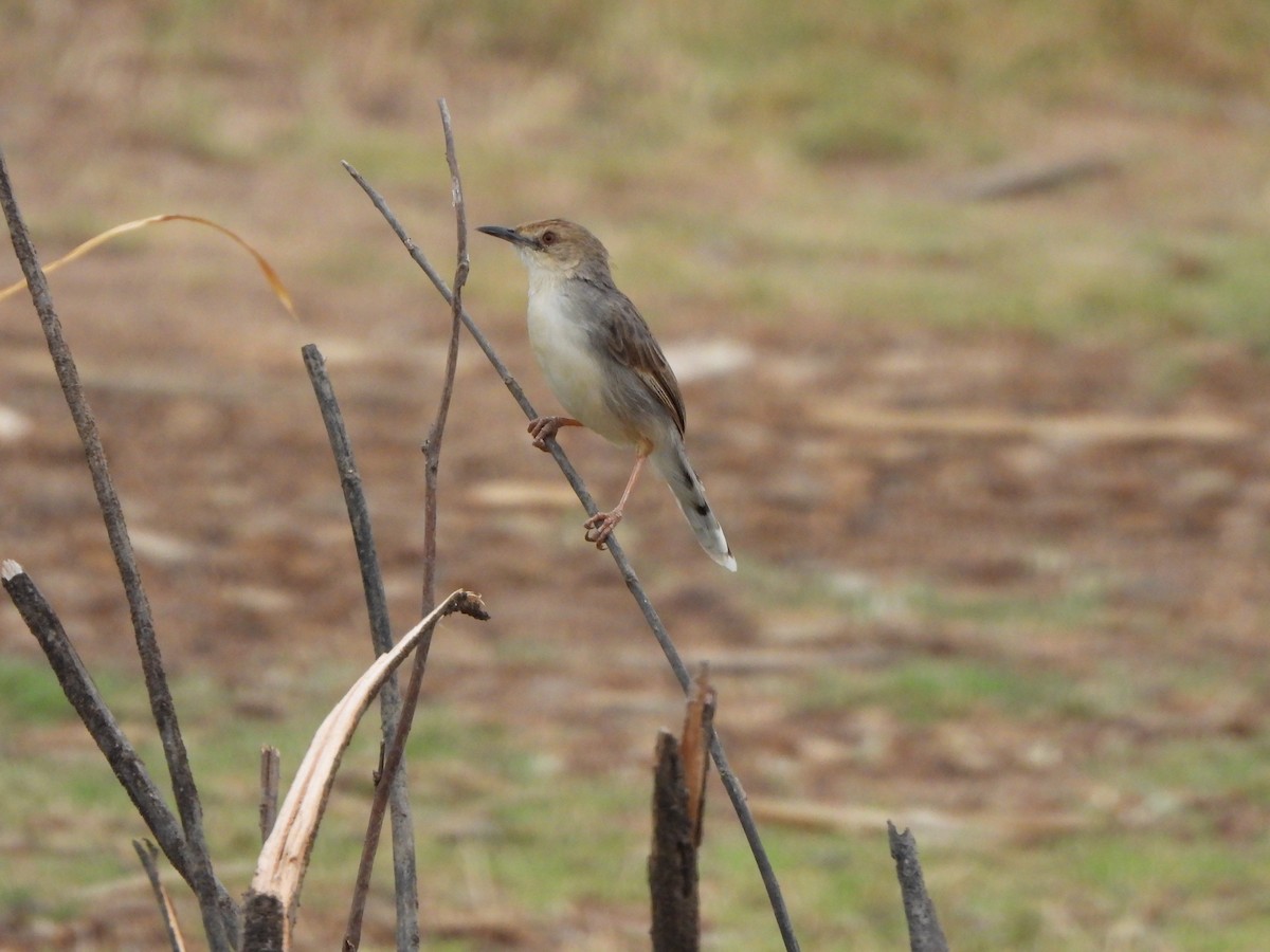 Cisticola Coliblanco - ML616861724