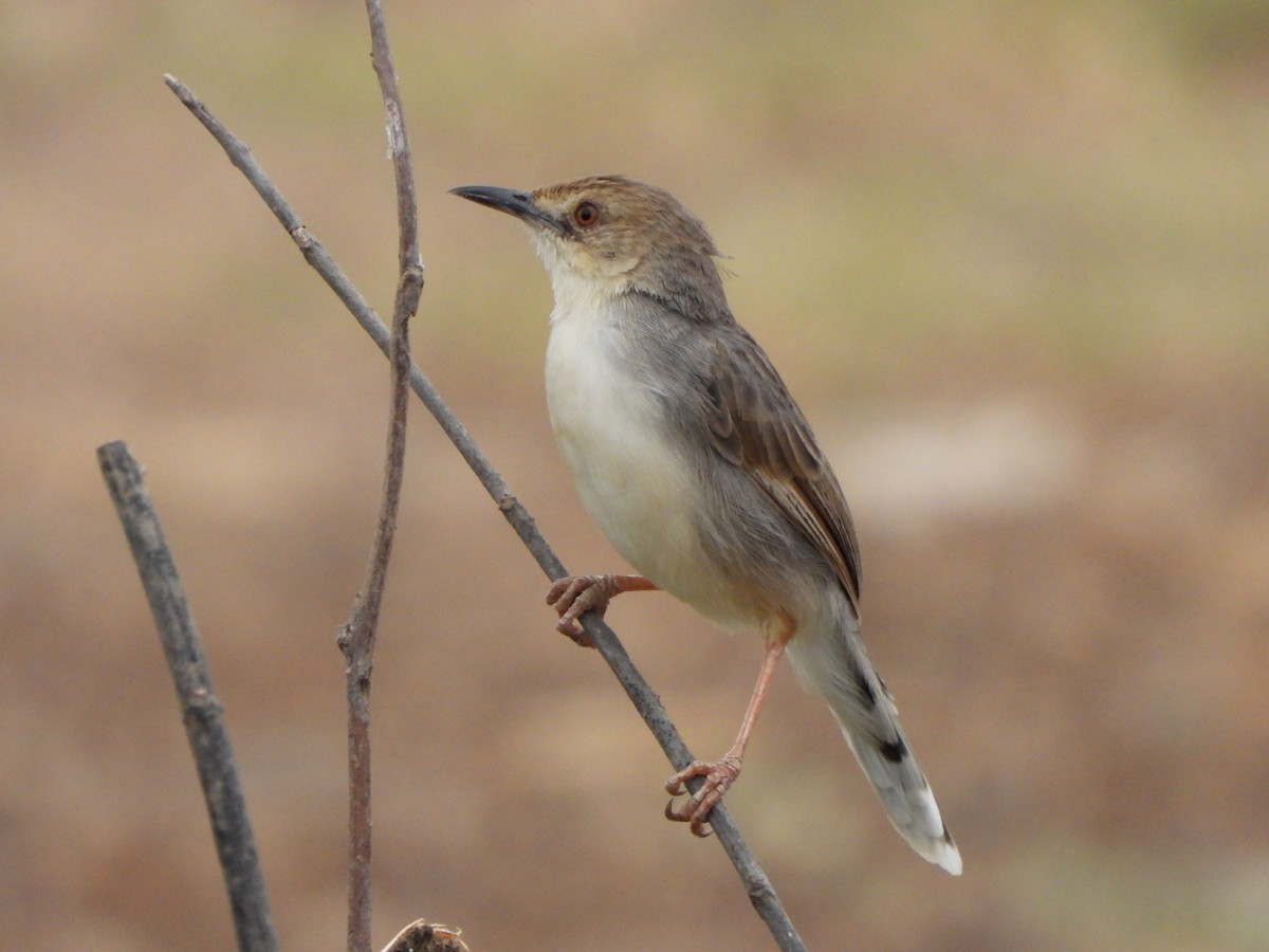 Cisticola Coliblanco - ML616861725