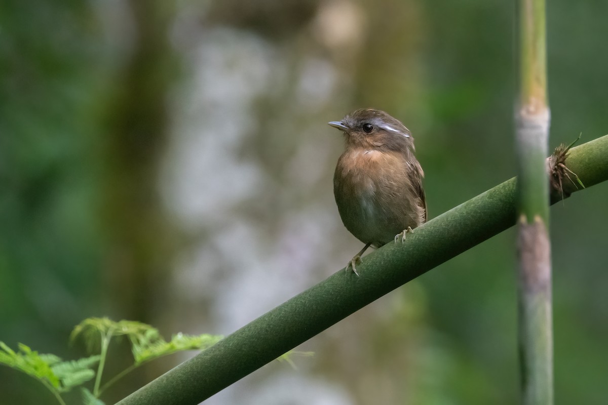 Rufous Gnateater - ML616861734