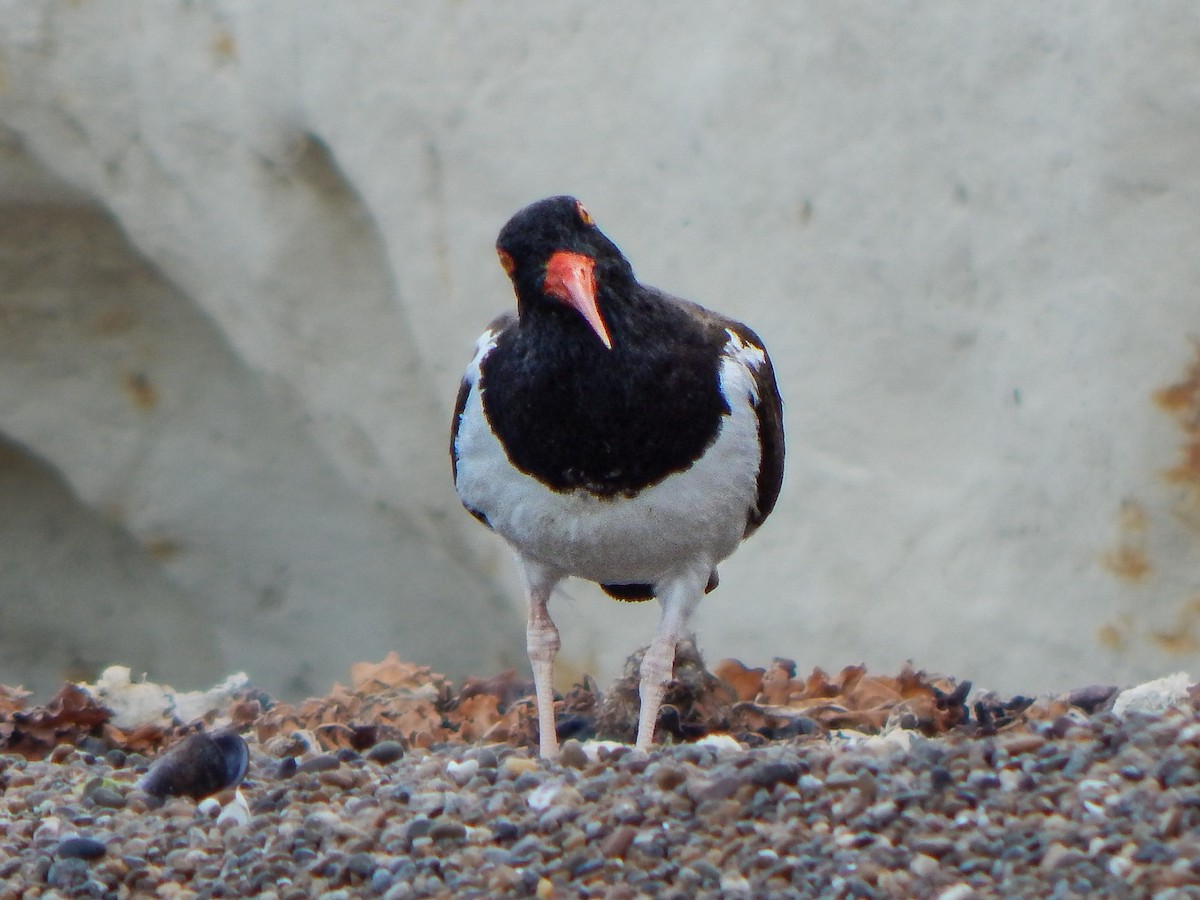 American Oystercatcher - ML616861739