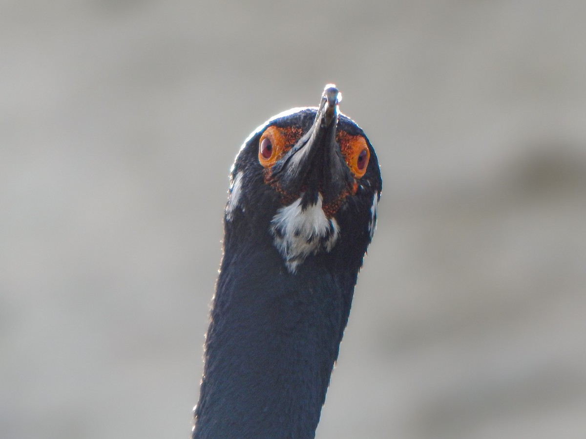 Magellanic Cormorant - Bautista Cerminato