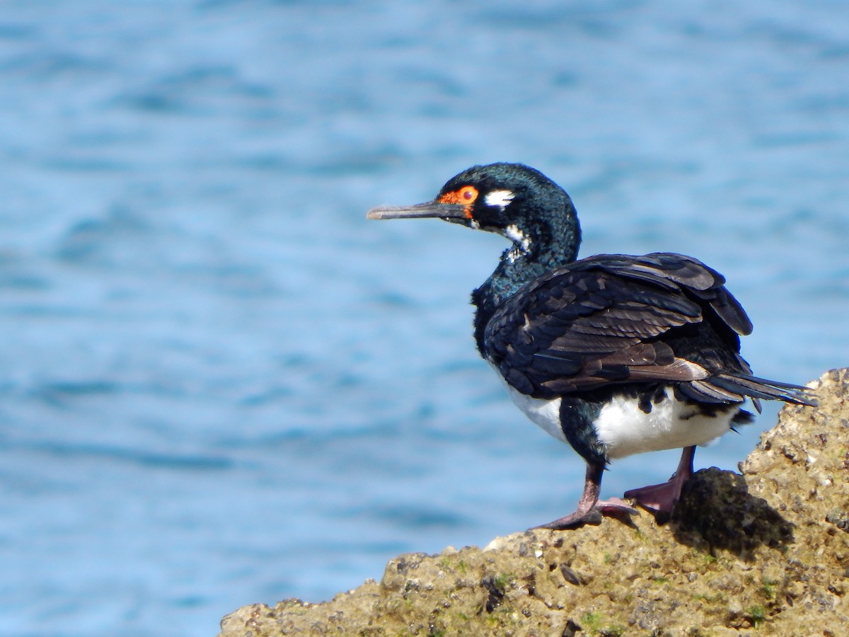 Magellanic Cormorant - ML616861746