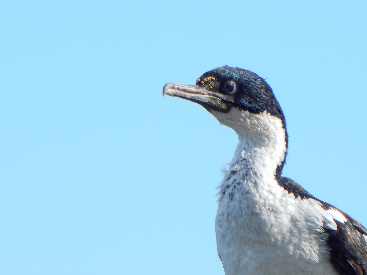 Imperial Cormorant - Bautista Cerminato