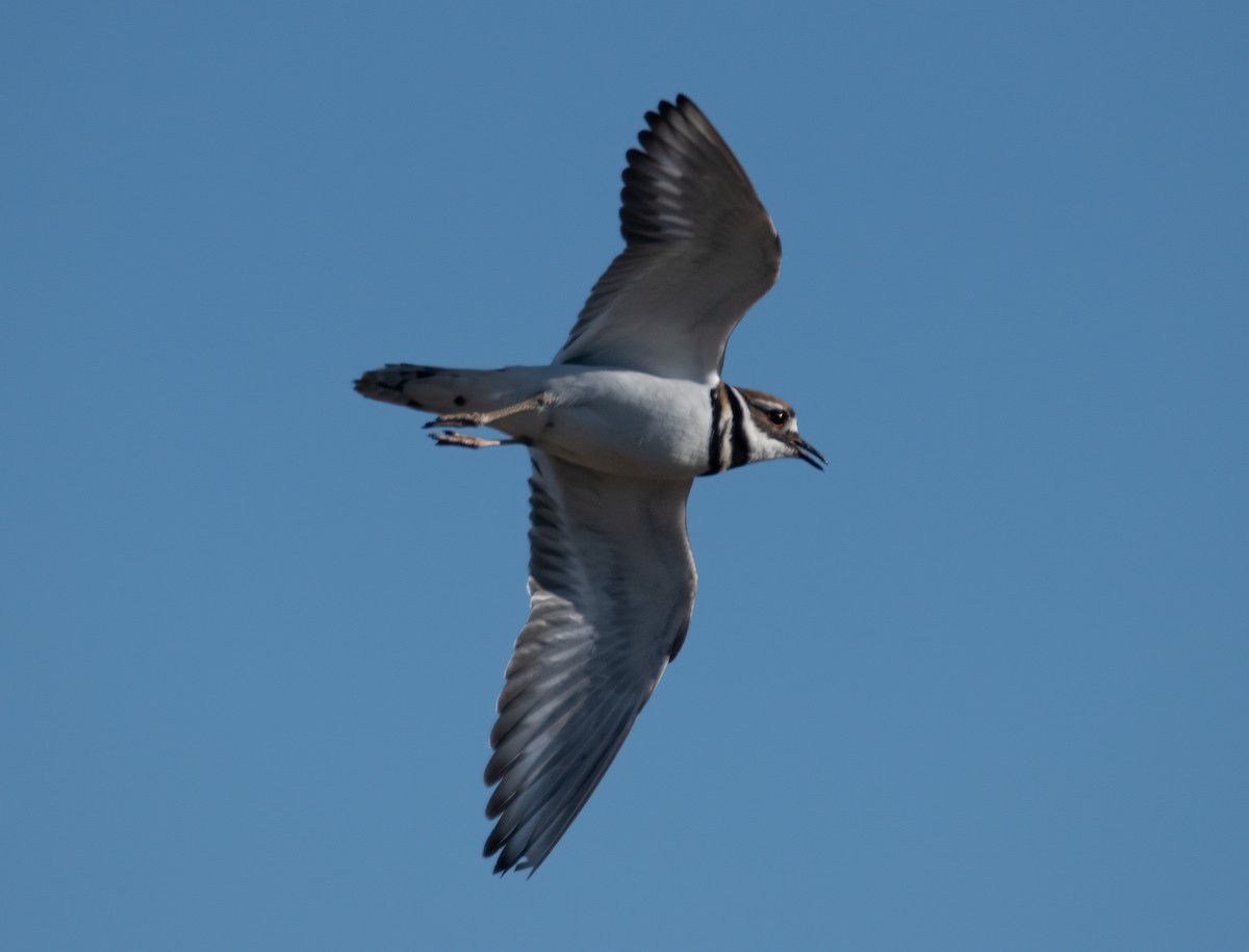 Killdeer - ML616861765