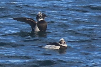 Long-tailed Duck - ML616861774