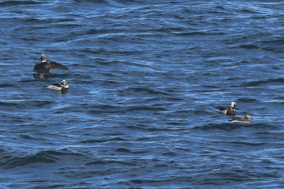 Long-tailed Duck - ML616861775