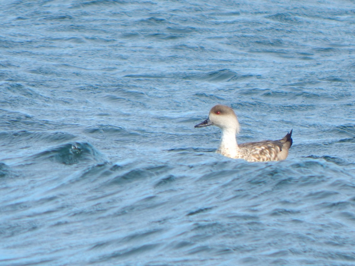 Crested Duck - Bautista Cerminato