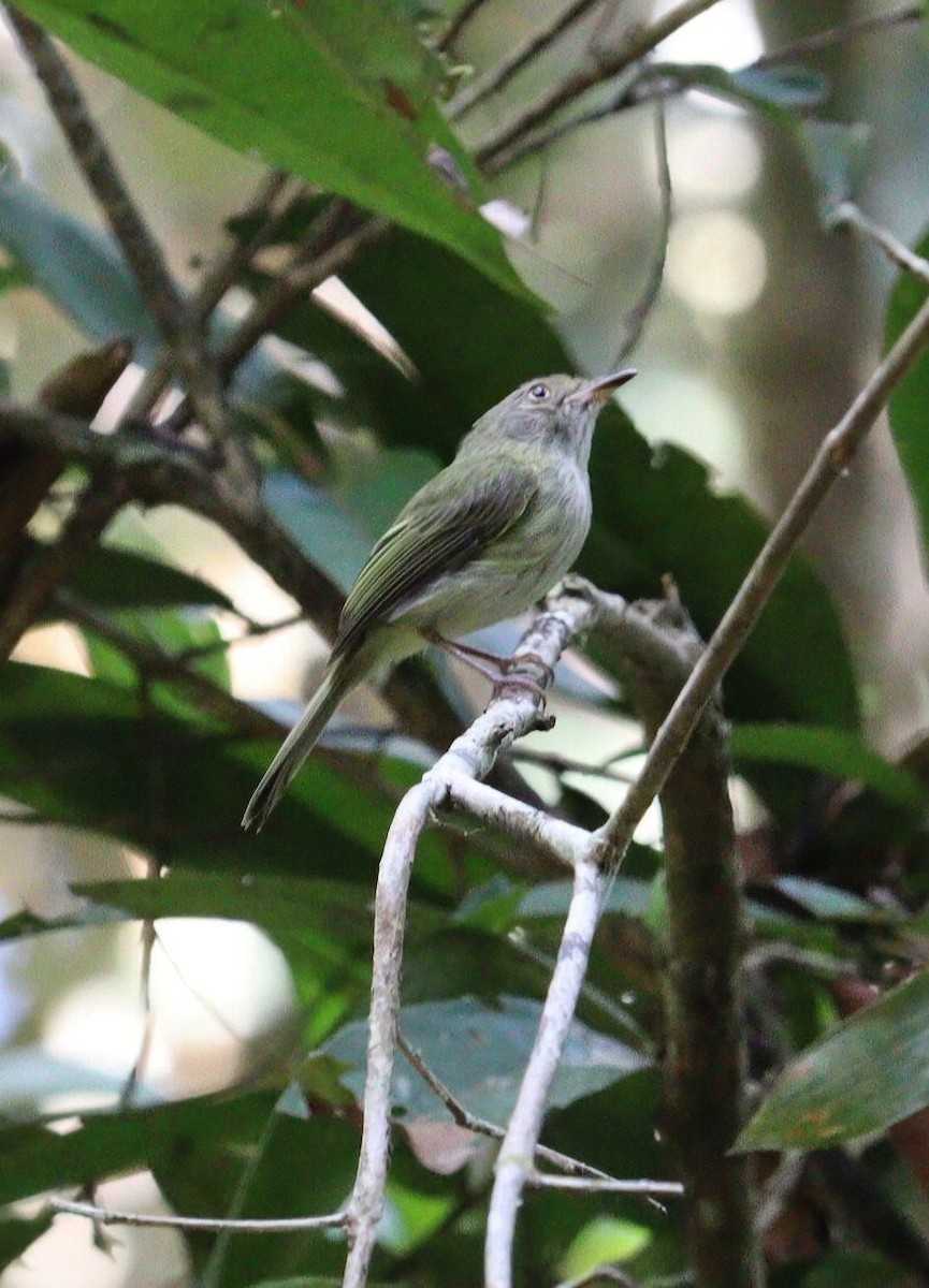 Helmeted Pygmy-Tyrant - Pete Shen