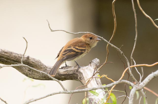 Bran-colored Flycatcher - ML616861810