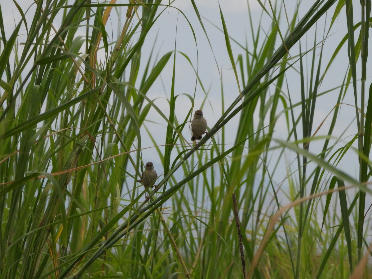 White-tailed Cisticola - Bev Agler