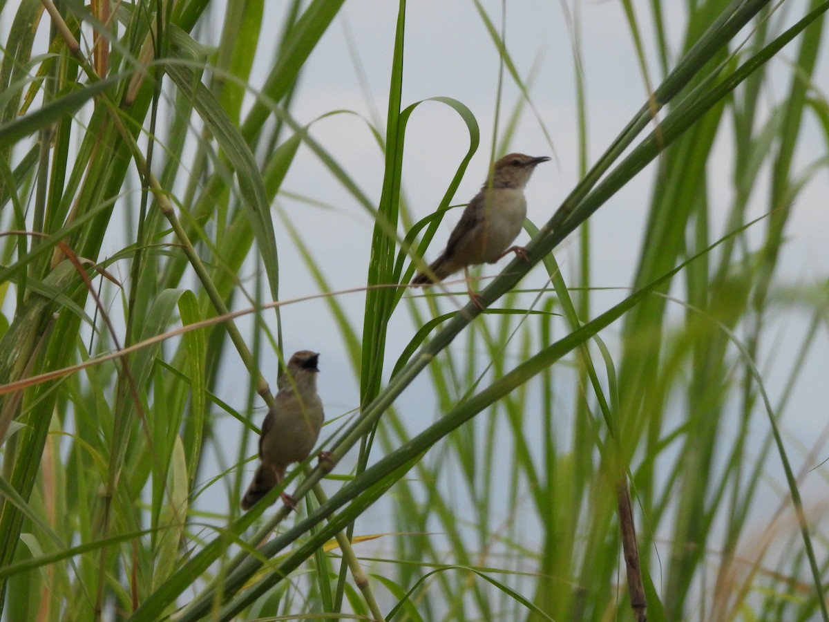 Cisticola Coliblanco - ML616861815