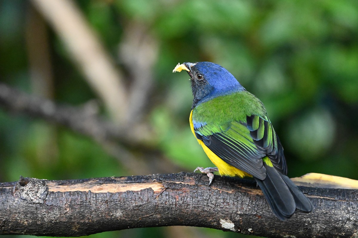 Black-chested Mountain Tanager - Dan O'Brien