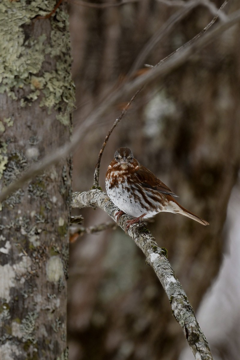 Fox Sparrow - Carly Rodgers