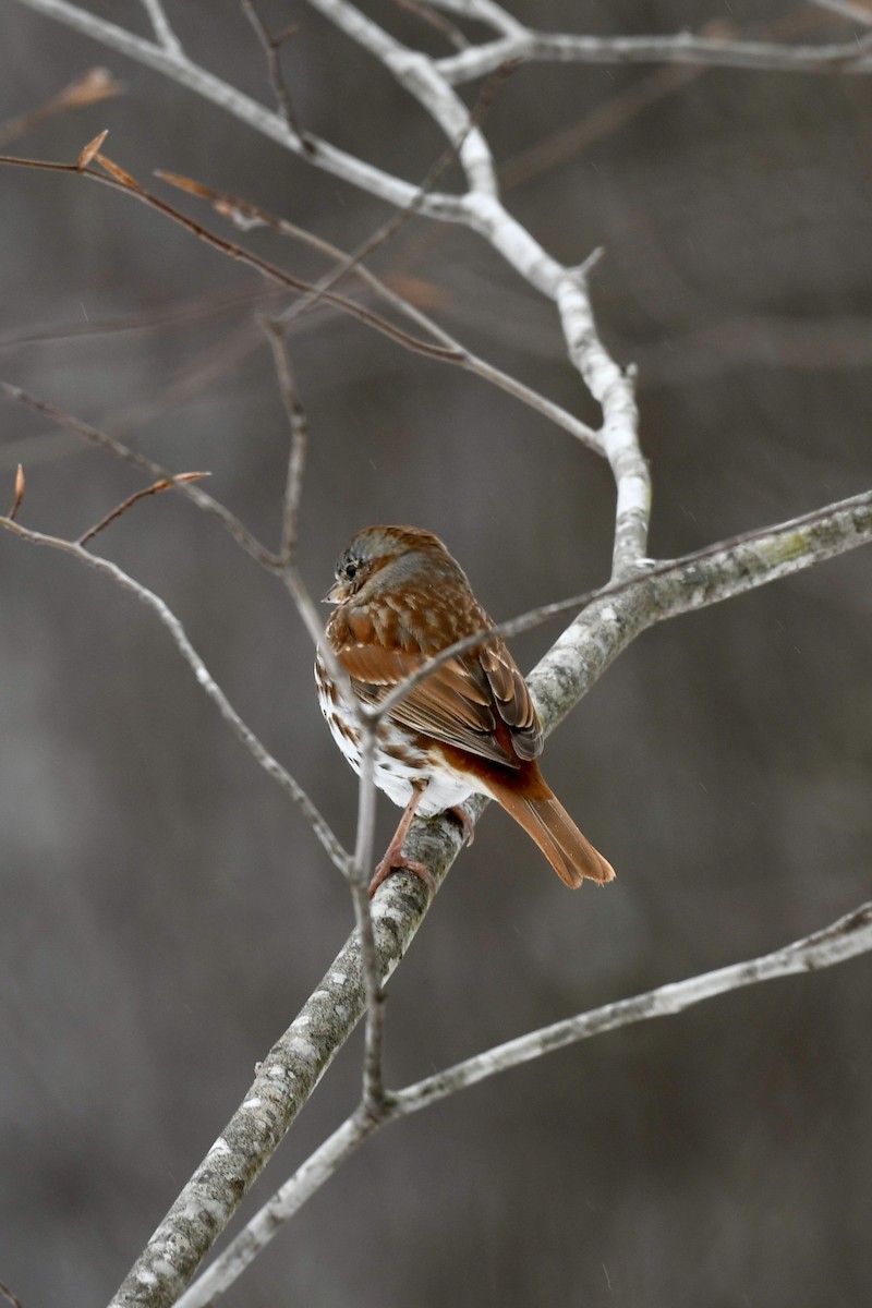 Fox Sparrow - Carly Rodgers