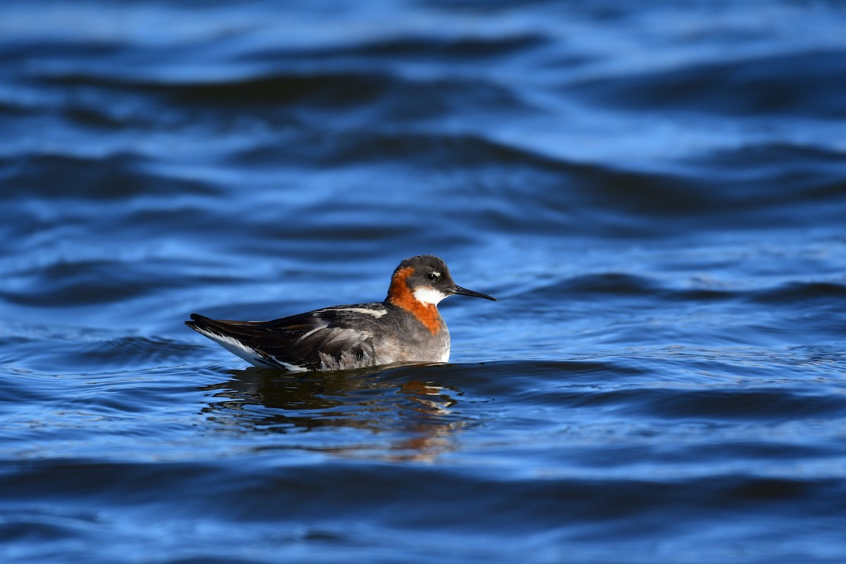 Phalarope à bec étroit - ML616861922