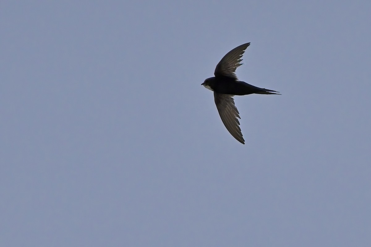 White-rumped Swift - ML616861923