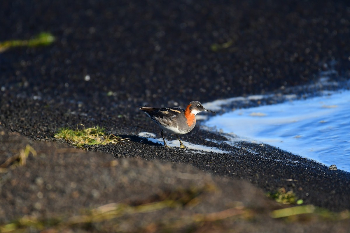 Red-necked Phalarope - ML616861940